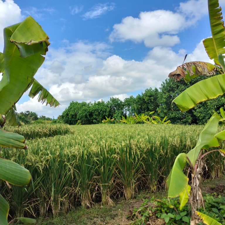 441501899_1651203045647031_4188596771833842078_n