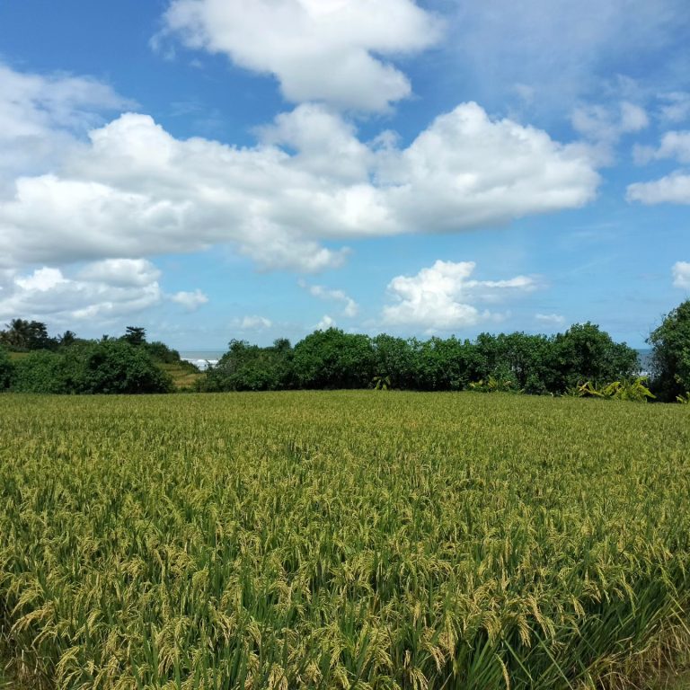 446889189_1651203052313697_1286196627168010749_n