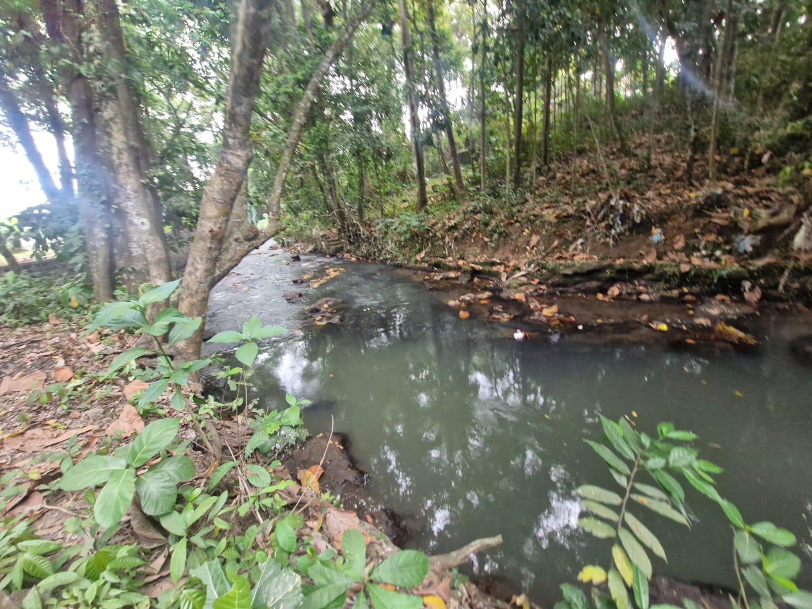 KELAPA